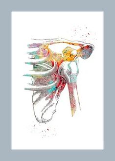 Mellora a microcirculación nos tecidos articulares e musculares